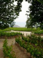 212_Weingut Concha y Toro