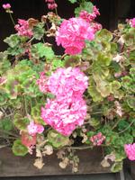 Frutillar und German Settlers Museum