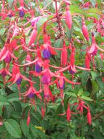 Frutillar und German Settlers Museum