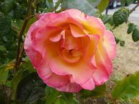 Foto-Stopp am Petrohue River