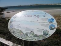 Magellan-Pinguine bei Yorke Bay und Gypsy Cove