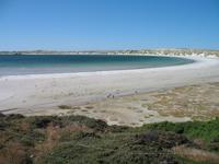 Magellan-Pinguine bei Yorke Bay und Gypsy Cove