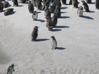 Magellan-Pinguine bei Yorke Bay und Gypsy Cove