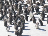 Magellan-Pinguine bei Yorke Bay und Gypsy Cove