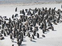 Magellan-Pinguine bei Yorke Bay und Gypsy Cove