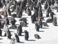 Magellan-Pinguine bei Yorke Bay und Gypsy Cove