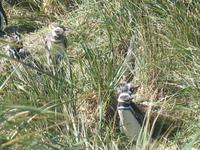 Magellan-Pinguine bei Yorke Bay und Gypsy Cove