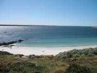 Magellan-Pinguine bei Yorke Bay und Gypsy Cove