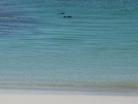 Magellan-Pinguine bei Yorke Bay und Gypsy Cove