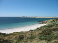 Magellan-Pinguine bei Yorke Bay und Gypsy Cove