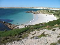 Magellan-Pinguine bei Yorke Bay und Gypsy Cove