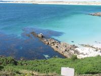 Magellan-Pinguine bei Yorke Bay und Gypsy Cove