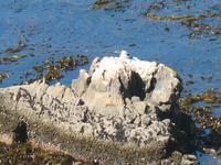 Magellan-Pinguine bei Yorke Bay und Gypsy Cove