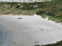 Magellan-Pinguine bei Yorke Bay und Gypsy Cove