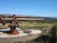 Magellan-Pinguine bei Yorke Bay und Gypsy Cove