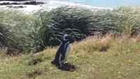 Magellan-Pinguine bei Yorke Bay und Gypsy Cove