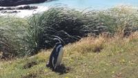 Magellan-Pinguine bei Yorke Bay und Gypsy Cove