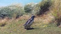 Magellan-Pinguine bei Yorke Bay und Gypsy Cove