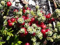 Magellan-Pinguine bei Yorke Bay und Gypsy Cove