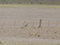 Ausflug zur Halbinsel Valdés