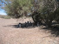 Naturreservat der Magellan-Pinguine