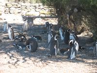 Naturreservat der Magellan-Pinguine