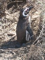 Naturreservat der Magellan-Pinguine