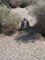 Naturreservat der Magellan-Pinguine