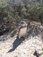 Naturreservat der Magellan-Pinguine