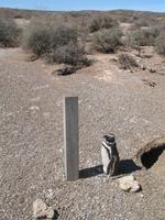 Naturreservat der Magellan-Pinguine