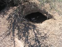 Naturreservat der Magellan-Pinguine