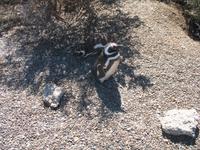 Naturreservat der Magellan-Pinguine