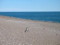 Naturreservat der Magellan-Pinguine