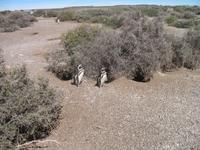 Naturreservat der Magellan-Pinguine