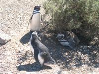 Naturreservat der Magellan-Pinguine