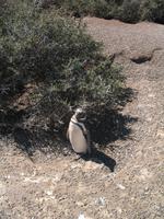 Naturreservat der Magellan-Pinguine