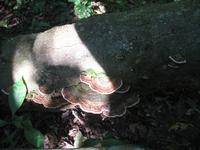 Argentinische Wasserfälle in Iguaçu