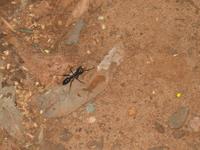 Argentinische Wasserfälle in Iguaçu