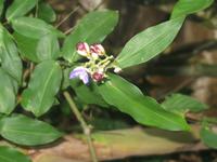 Argentinische Wasserfälle in Iguaçu