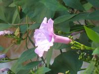 Argentinische Wasserfälle in Iguaçu