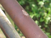 Argentinische Wasserfälle in Iguaçu