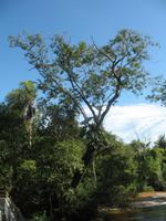 Argentinische Wasserfälle in Iguaçu