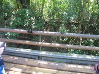 Argentinische Wasserfälle in Iguaçu