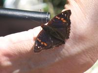 Argentinische Wasserfälle in Iguaçu