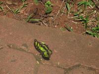 Argentinische Wasserfälle in Iguaçu