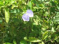 Argentinische Wasserfälle in Iguaçu
