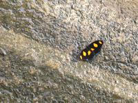 Brasilianische Wasserfälle in Iguaçu