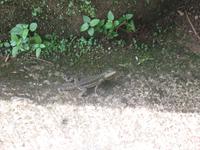 Brasilianische Wasserfälle in Iguaçu