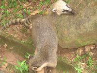 Brasilianische Wasserfälle in Iguaçu