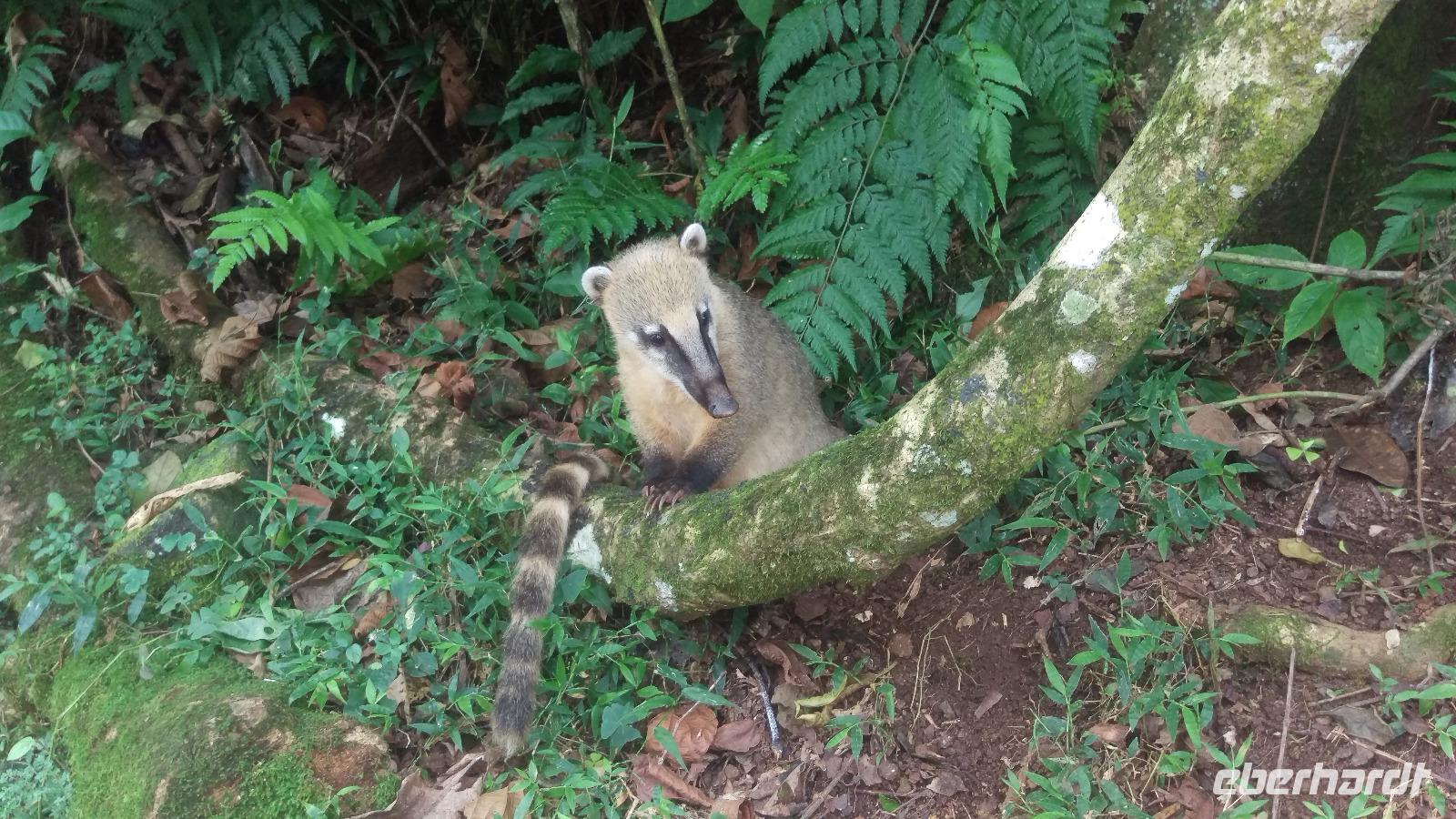 Brasilianische Wasserfälle in Iguaçu
